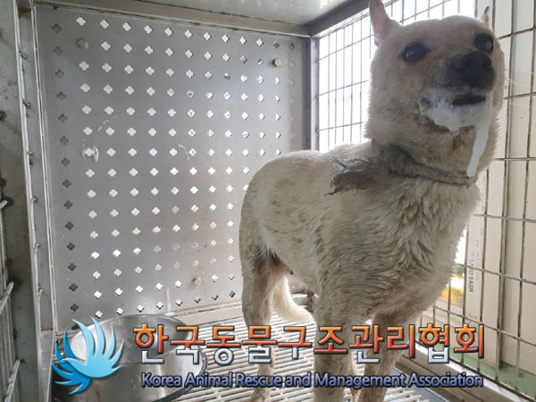 한국동물구조관리협회_441559202300118